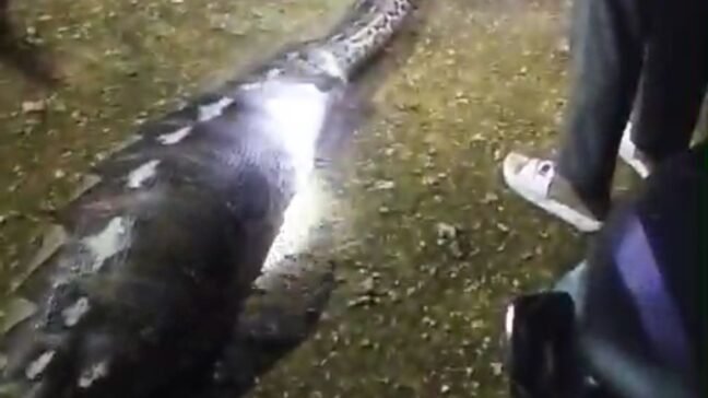 Ular Piton Sepanjang 8 Meter Mangsa Kambing Warga di Nambo, Kendari