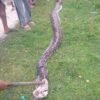 Ular Piton 6 Meter Ditangkap Warga Usai Mangsa Sapi di Kolasa, Muna