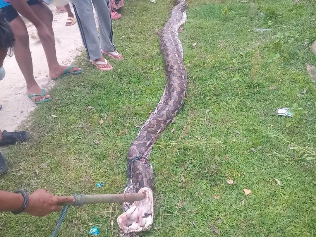 Ular Piton 6 Meter Ditangkap Warga Usai Mangsa Sapi di Kolasa, Muna Ular Piton 6 Meter Ditangkap Warga Usai Mangsa Sapi di Kolasa, Muna