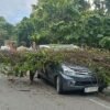 Perjalanan Wisata Berujung Musibah, Mobil Tertimpa Pohon Kelapa di Buton Selatan