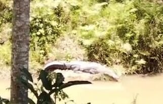 Buaya Berjemur di Sungai Belakang DPMD Mubar Kejutkan Pegawai