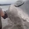 Temuan Bangkai Paus Sperma Terdampar di Pesisir Pantai Kolaka Gegerkan Warga