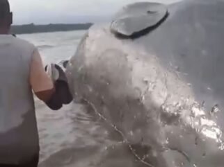Temuan Bangkai Paus Sperma Terdampar di Pesisir Pantai Kolaka Gegerkan Warga