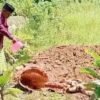 Maling Sembelih Sapi Milik Kades di Mubar, Ambil Daging dan Tinggalkan Tulang