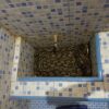 Damkarmat Kendari Evakuasi Ular Piton dari Bak Kamar Mandi Rumah Warga