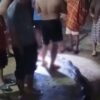 Ular 7,5 Meter Gegerkan Warga Buton, Dipotong saat Hendak Masuk Permukiman