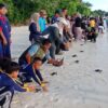 Tanamkan Kepedulian Lingkungan, BTN Wakatobi Lepas 50 Tukik di Tomia