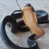 Pemadam Tangkap Ular Cobra 1 Meter dalam Kandang Ayam di Dana, Muna