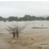 Duka Petani saat Hujan Deras Guyur Koltim, Ratusan Hektare Sawah Terendam Banjir