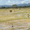 Banjir di Sultra Sebabkan 77 Hektare Sawah Gagal Panen