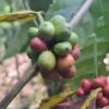 Petani Tunjukkan Kebun Kopinya Tergusur Tambang Nikel di Routa, Konawe