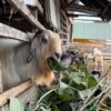 Jelang Iduladha 1447 Hijriah, Pedagang Kambing Kurban di Kendari Sebut Penjualan Lesu