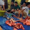 DPW Perindo Sultra Kurban 5 Ekor Sapi di Kendari, Warga Kurang Mampu Jadi Prioritas