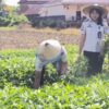 Warga Binaan Lapas Kendari Produktif Panen Kangkung, Wujud Program Ketahanan Pangan Mandiri