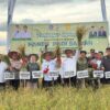 Pascabanjir, Pemkot Kendari Pastikan 5,5 Ton Padi Siap Dipanen di Persawahan Amohalo