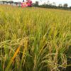 Meski Kemarau, Bulog Klaim Serapan Gabah di Sultra Tembus 11.200 Ton