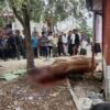 Penyembelihan Sapi Kurban Bantuan Prabowo Diwarnai Antusias Warga di Mola Utara Wakatobi