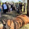 Sapi Kurban Presiden Prabowo Seberat Hampir 1,2 Ton Disembelih di Desa Matanauwe, Buton