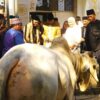 Warga Baubau Terima Bantuan Sapi Kurban 920 Kg dari Presiden Prabowo