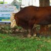 Gubernur Sultra Salurkan 12 Sapi Kurban, 1 Bantuan Presiden Prabowo Diserahkan di Masjid Al-Kautsar