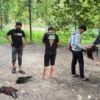 Digerebek Polisi, Penjudi Sabung Ayam Kocar-Kacir Tinggalkan Barang Bukti di Kolut