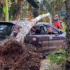 Pohon Kelapa Roboh Timpa Mobil di Baubau, Diduga Tertiup Angin