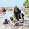Upaya Pulihkan Ekosistem Pesisir, 10 Ribu Bibit Mangrove Ditanam di Pesisir Tomia
