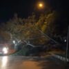 Pohon Besar Tumbang di Baubau, Ganggu Pengguna Jalan