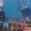 Proyek Transplantasi Karang Pakai Limbah Batu Bara PT DSSP Power Kendari Raih Penghargaan Internasional