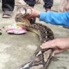 Ular Piton 7 Meter Buteng Ditangkap di Kandang Kambing lalu Diikat Warga