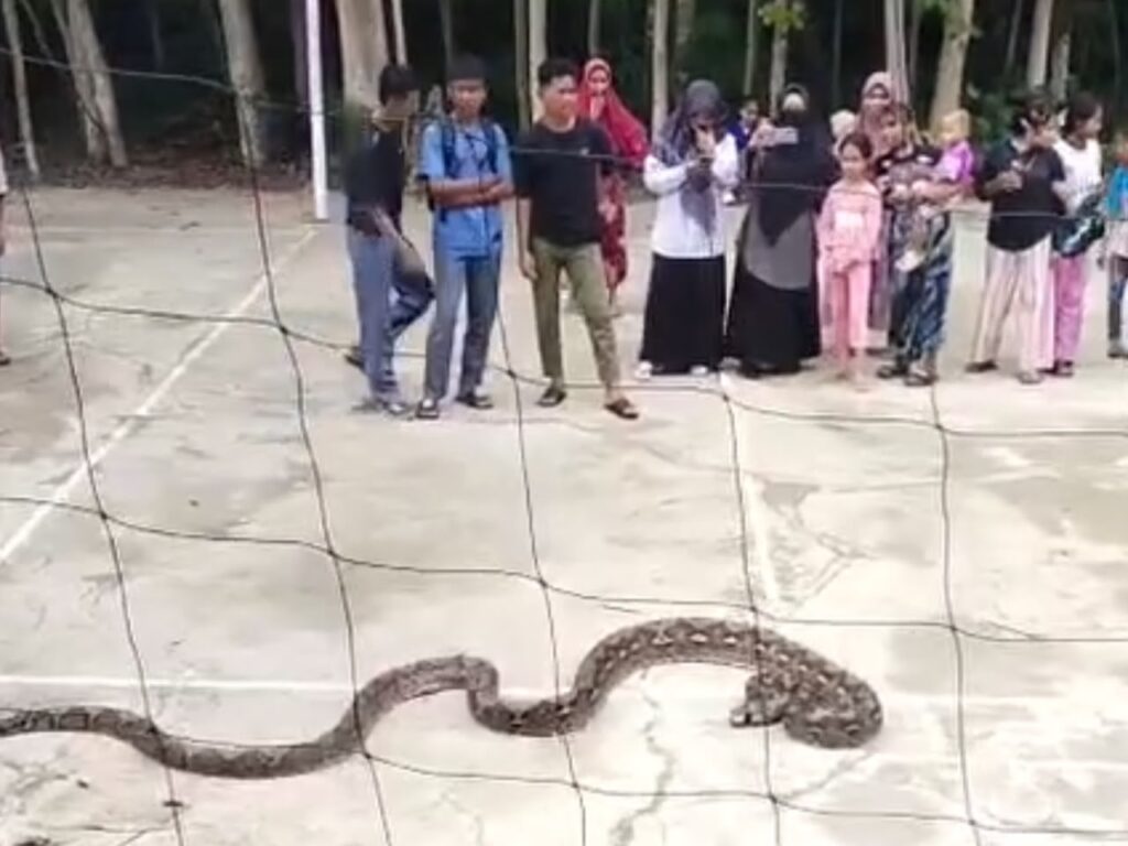 Seekor ular piton berukuran sekitar 7 meter berhasil ditangkap warga di Desa Wasilomata, Kecamatan Mawasangka, Kabupaten Buton Tengah (Buteng).