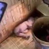 Bayi Laki-Laki Diduga Dibuang Orang Tuanya di Toilet Masjid Kolut