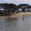 Anak SD Meninggal Usai Diduga Tenggelam di Sungai Pitulua Kolut