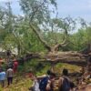 Pohon Asam Tumbang Timpa Rumah di Baubau, 2 Wanita Alami Luka Serius