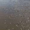 Ribuan Ikan Tembang Terdampar di Bibir Pantai Kolaka, Warga Berbondong-Bondong Datang Pungut