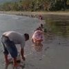 BMKG Ungkap Penyebab Ribuan Ikan Tembang Terdampar di Pantai Kolaka, Bukan Tanda Bencana