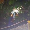 Ular Diduga Incar Ayam Warga di Wuawua, Damkarmat Kendari Lakukan Evakuasi