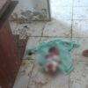 Warga Buton Digegerkan Penemuan Bayi Perempuan di Eks Kantor UPTD Dinas Pendidikan Kapontori