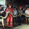 Damkar Kolaka Evakuasi Ular Piton 6 Meter di Permukiman Warga