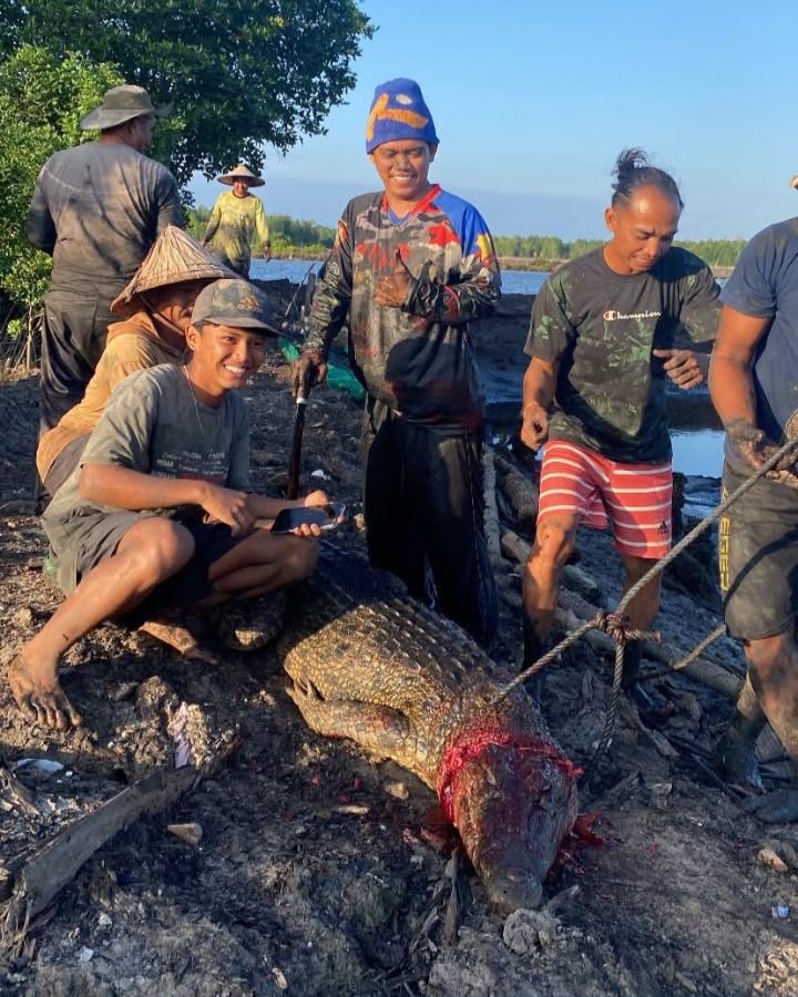Seekor buaya yang dibunuh oleh warga di Desa Roraya, Kecamatan Tinanggea, Kabupaten Konawe Selatan (Konsel), Sulawesi Tenggara (Sultra).