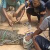 Buaya yang Resahkan Warga Berhasil Ditangkap di Soropia Konawe