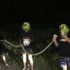 Ular Piton Melintas di Tengah Jalan Konda Konsel, Pemobil Panik Langsung Melindas