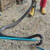 King Cobra 3 Meter Ditemukan di Permukiman Warga Baubau, Damkarmat Lakukan Evakuasi