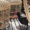 Polisi Gerebek Judi Sabung Ayam di Mandonga Kendari, 17 Orang Diamankan