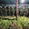 Satgas Yonif 725/Woroagi Sultra Temukan 5 Ribu Batang Ganja di Yahukimo, Papua Pegunungan