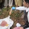 Ari-Ari Ditemukan di Bahu Jalan Koltim, Polisi Selidiki Pembuangnya