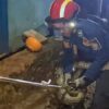 Diduga Cari Mangsa, Ular Piton 4 Meter Ditemukan di Permukiman Warga Baubau