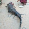 Buaya Terjerat Sero Ikan di Permukiman Warga Tondonggeu, Damkarmat Kendari Turun Tangan