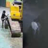 Diduga Curi Solar Alat Berat di BLKK Kolaka, Aksi Pelaku Terekam CCTV