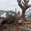 Usai Penertiban Lapak, Pemkot Kendari Bersihkan Drainase dan Pohon di Pasar Sentral Kota Lama
